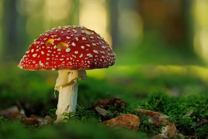 Marktanalyse: Das Wachstum im Amanita Muscaria Segment