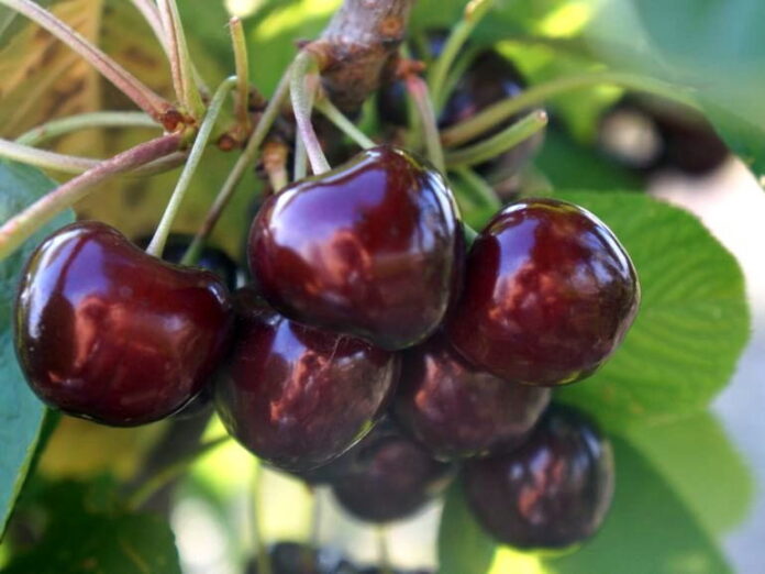 Es gibt Obstsorten, die man einmal im Garten pflanzt und deren Ernte später zu einem festen Bestandteil des Sommers wird. Die Sauerkirsche Nefris gehört genau zu diesen Bäumen. Ihre dunkelroten, saftigen Früchte überzeugen mit einem intensiven Aroma und einer angenehmen Verbindung von Säure und fruchtiger Süße. Dazu kommt ein weiterer Vorteil: Nefris ist selbstfruchtbar und kann daher auch als einzelner Kirschbaum im Garten Früchte tragen. Wer von selbstgemachter Kirschmarmelade, einem noch warmen Kirschkuchen oder einem Glas intensiv roten Kirschsaft aus der eigenen Ernte träumt, sollte diese Sorte unbedingt näher kennenlernen.